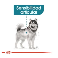 Royal Canin Joint Care Maxi pienso para perros