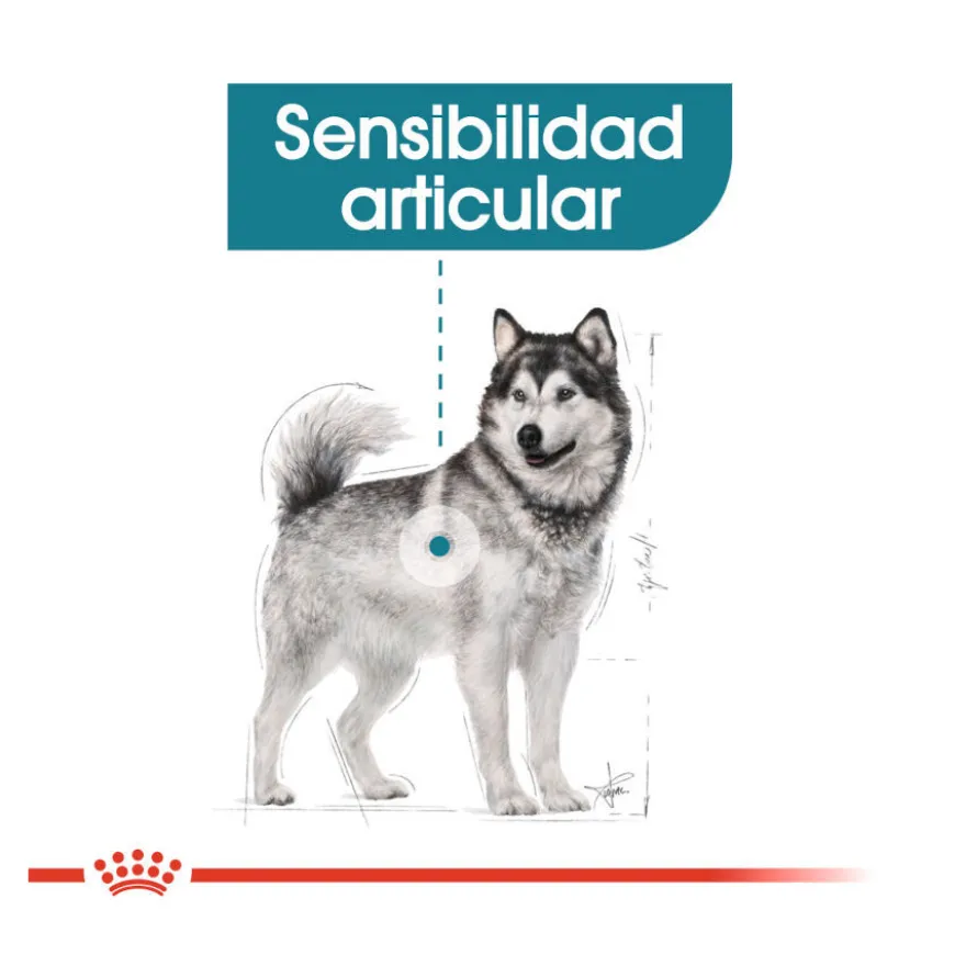 Royal Canin Joint Care Maxi pienso para perros