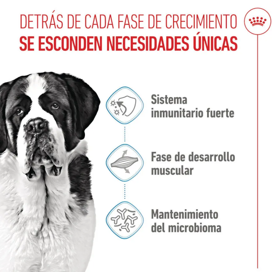 Royal Canin Junior Giant pienso para perros