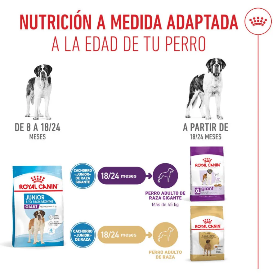 Royal Canin Junior Giant pienso para perros