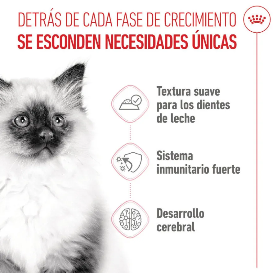 Royal Canin Kitten comida húmeda en gelatina sobre para gatos