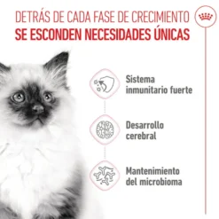 Royal Canin Kitten pienso para gatos