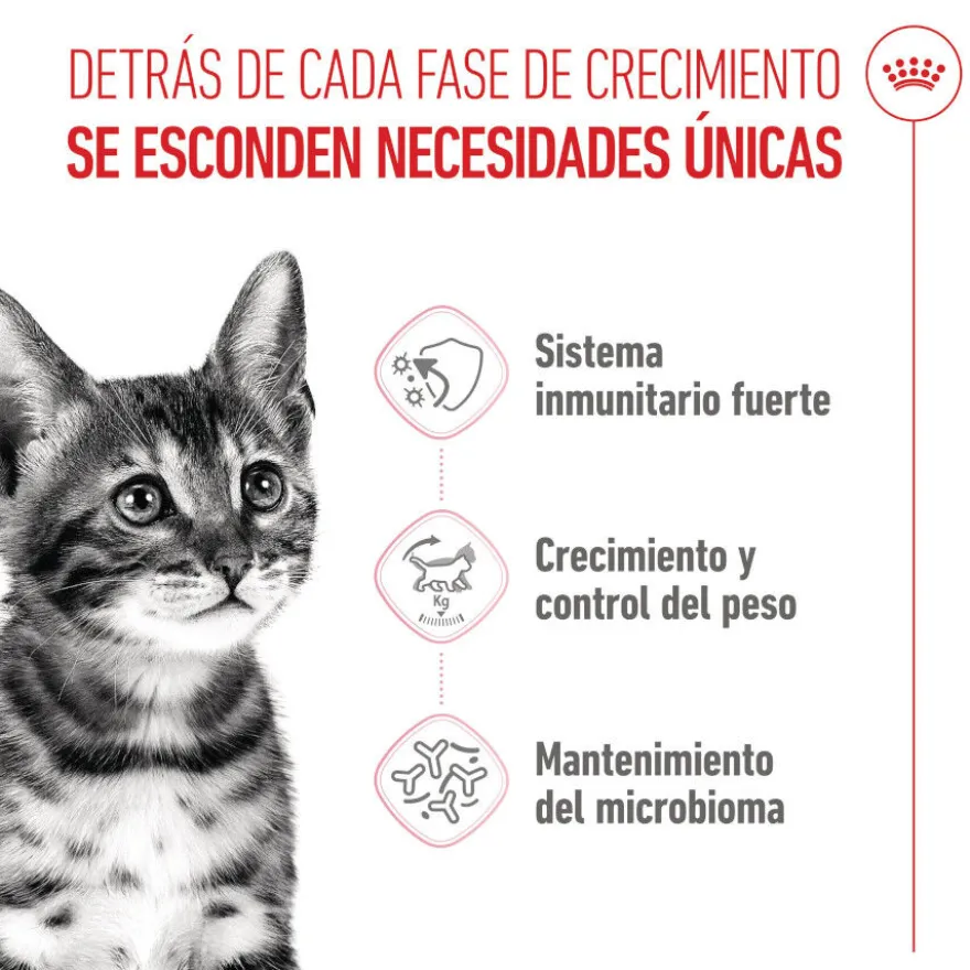 Royal Canin Kitten Sterilised pienso para gatos
