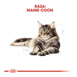 Royal Canin Maine Coon sobres para gatos
