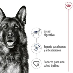 Royal Canin Maxi Adult Carne sobre en salsa para perros