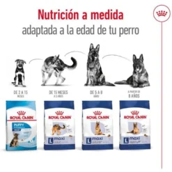 Royal Canin Maxi Adult 5+ pienso para perros senior de raza grande