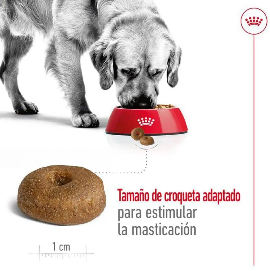 Royal Canin Maxi Ageing 8+ pienso para perros senior