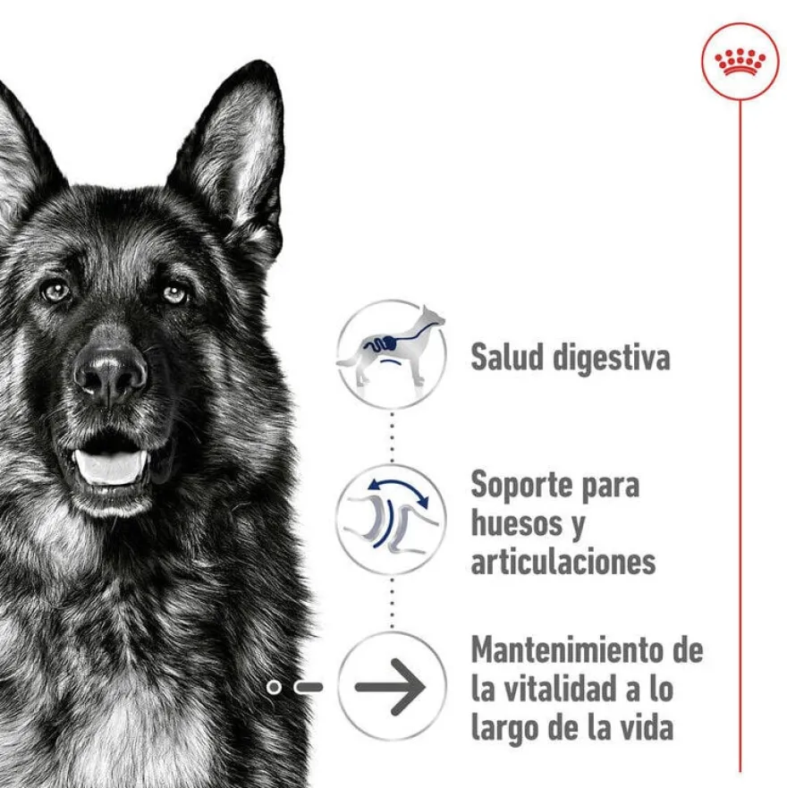 Royal Canin Maxi Ageing 8+ pienso para perros senior