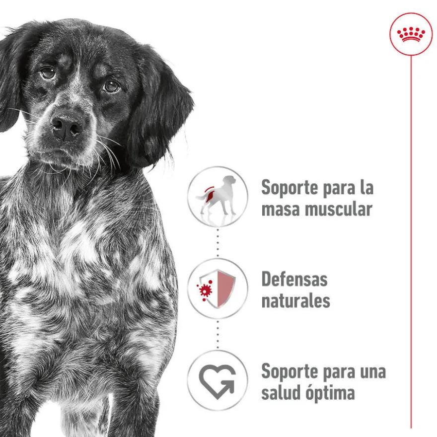 Royal Canin Medium Adult Paté lata para perros