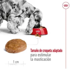 Royal Canin Medium 7+ Adult pienso para perros senior