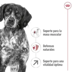 Royal Canin Medium 7+ Adult pienso para perros senior