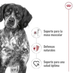 Royal Canin Medium Adult Sobre en salsa para perros