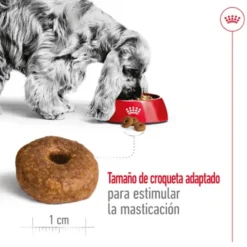 Royal Canin Medium 10+ Ageing pienso para perros senior