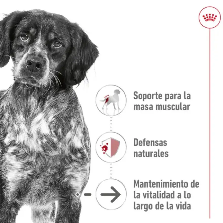 Royal Canin Medium 10+ Ageing pienso para perros senior