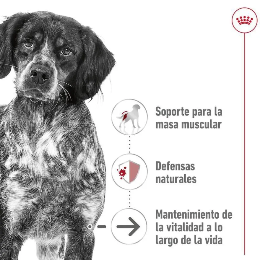 Royal Canin Medium Ageing sobre en salsa para perros senior