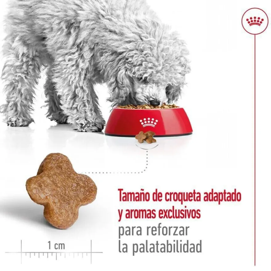 Royal Canin Mini 8+ Adult pienso para perros
