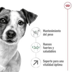 Royal Canin Mini 8+ Adult pienso para perros