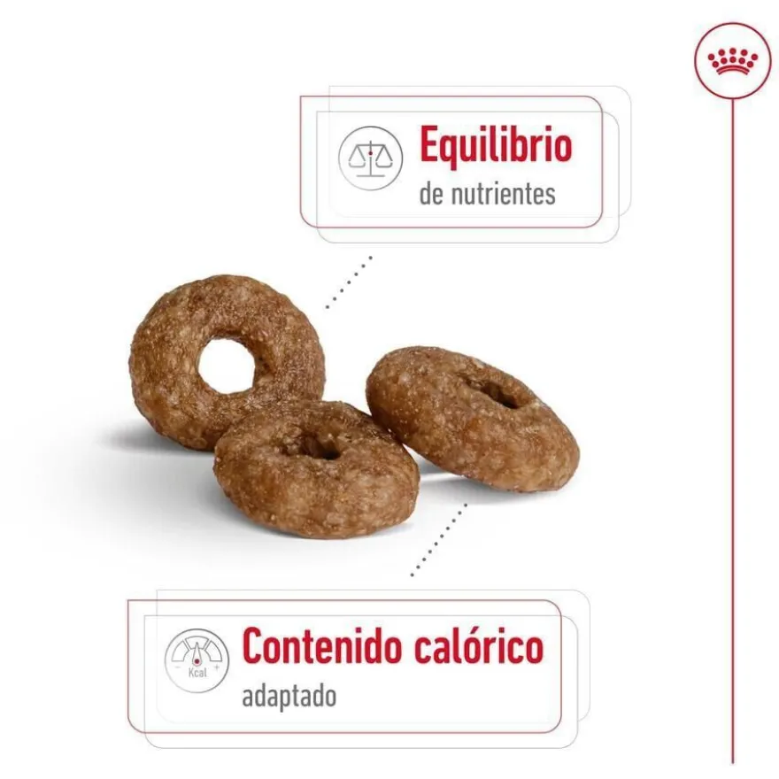 Royal Canin Mini Ageing 12+ pienso para perros senior