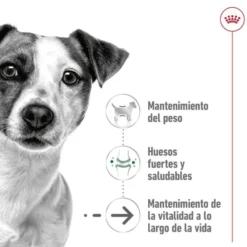 Royal Canin Mini Ageing 12+ pienso para perros senior