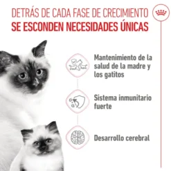 Royal Canin Mother & Babycat pienso para gatos