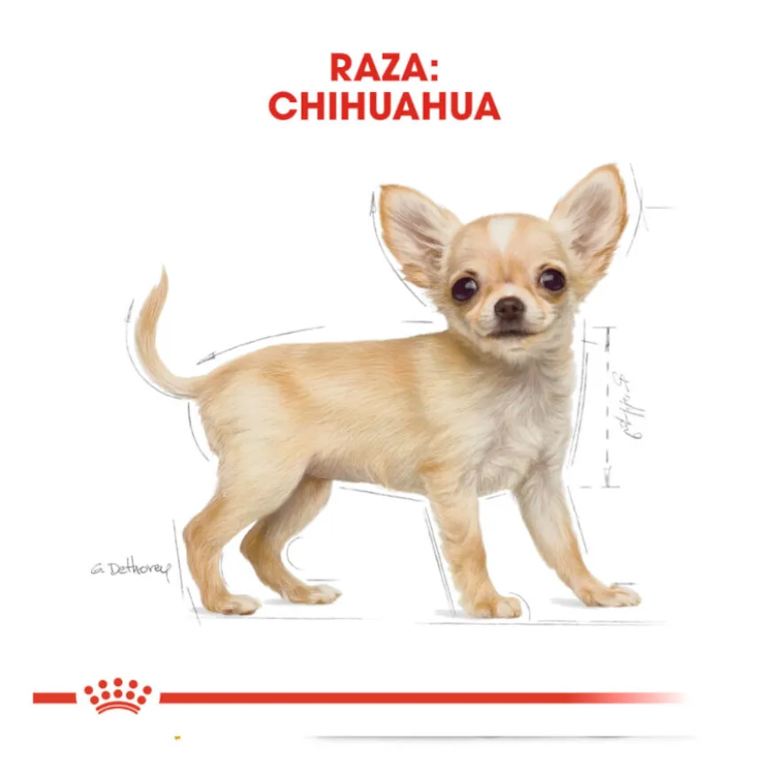 Royal Canin Puppy Chihuahua pienso para perros