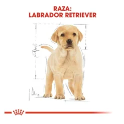 Royal Canin Puppy Labrador Retriever pienso para perros