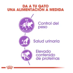 Royal Canin Regular Sterilised 37 pienso para gatos