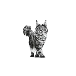 Royal Canin Senior Consult Stage 2 sobre para gatos