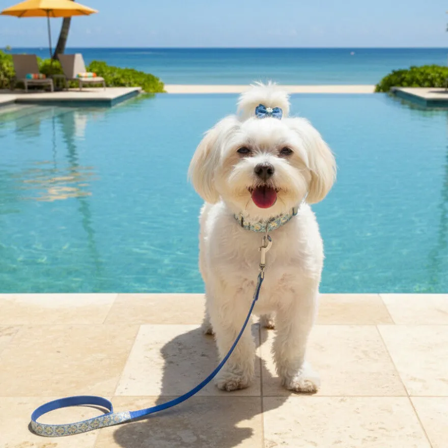 Summer Vibes Pack Correa y Collar Dolce Vita para perros