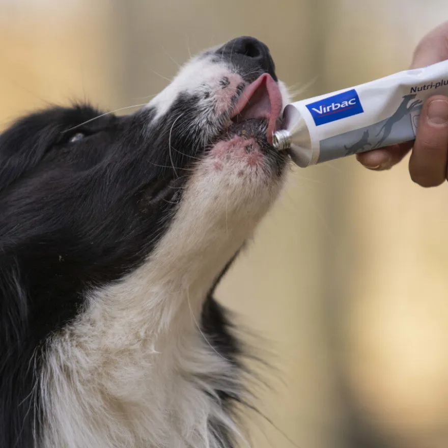 Virbac Nutri-plus gel Suplemento para perros y gatos