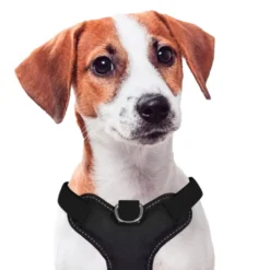 X-TRM Cronos Neon Flash Arnés Negro para perros